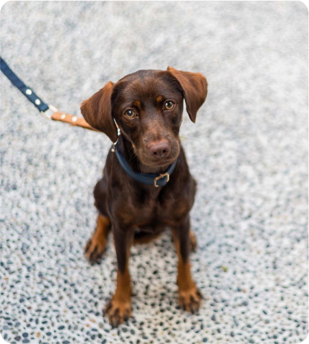 imagen-somos-pet-friendly